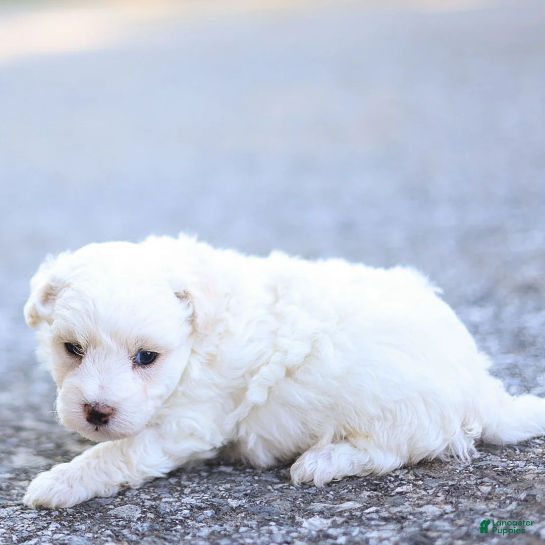 Maltipoo dogs for sale: Jesse Maltipoo  - Ad 6