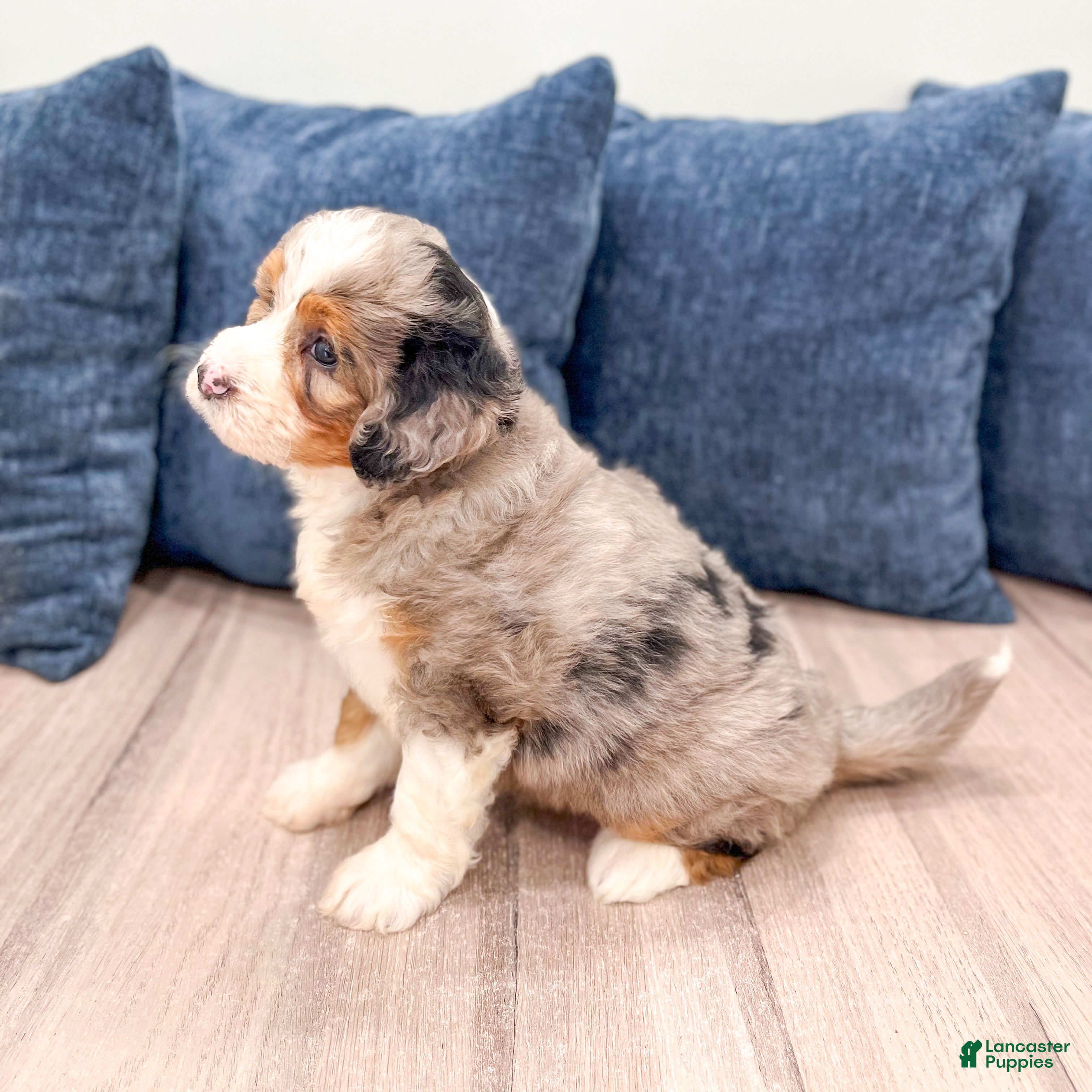 Mini Bernedoodle dogs for sale: Walter - Ad 7
