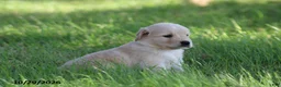 Golden Retriever dogs for sale: Hunter - Ad 4