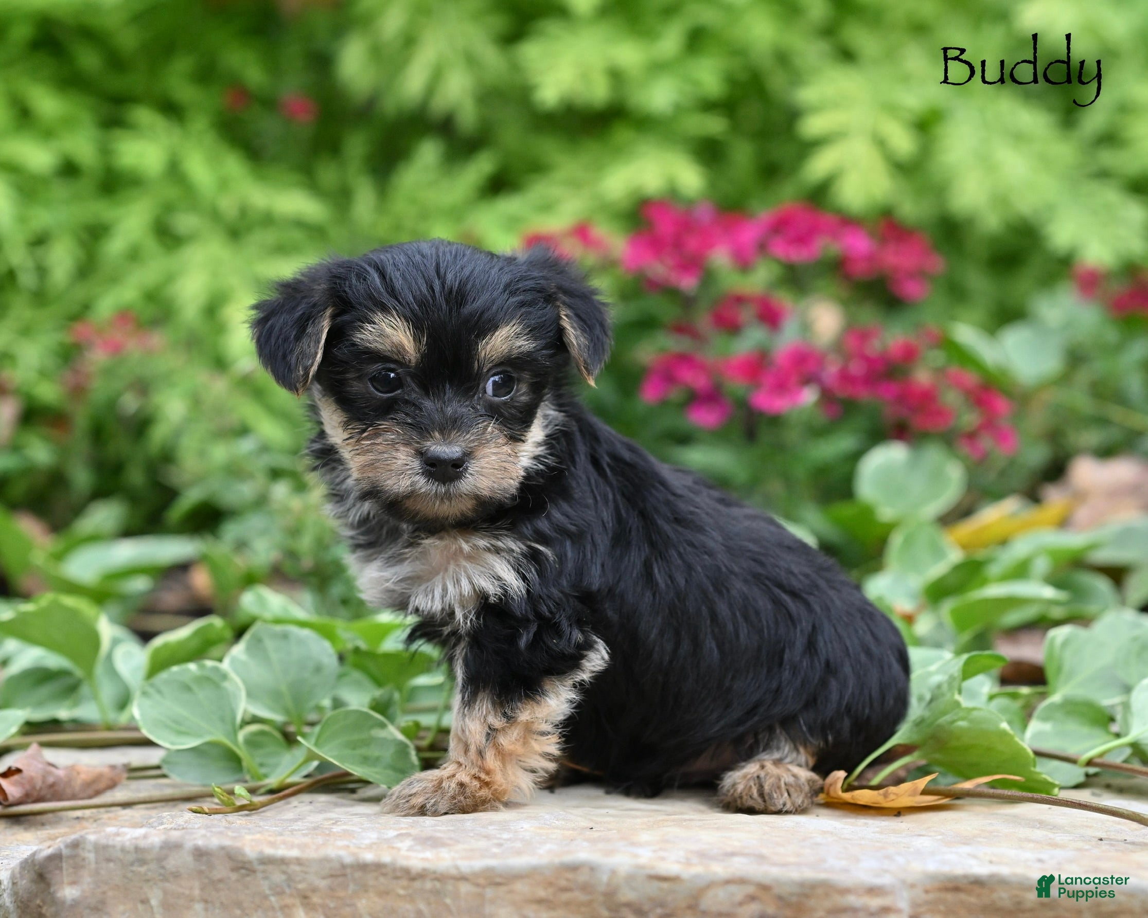 Morkie dogs Buddy - Ad 2
