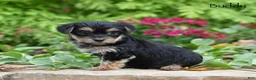 Morkie dogs for sale: Buddy - Ad 2