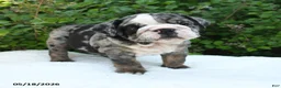 English Bulldog dogs for sale: Sasha - Ad 2