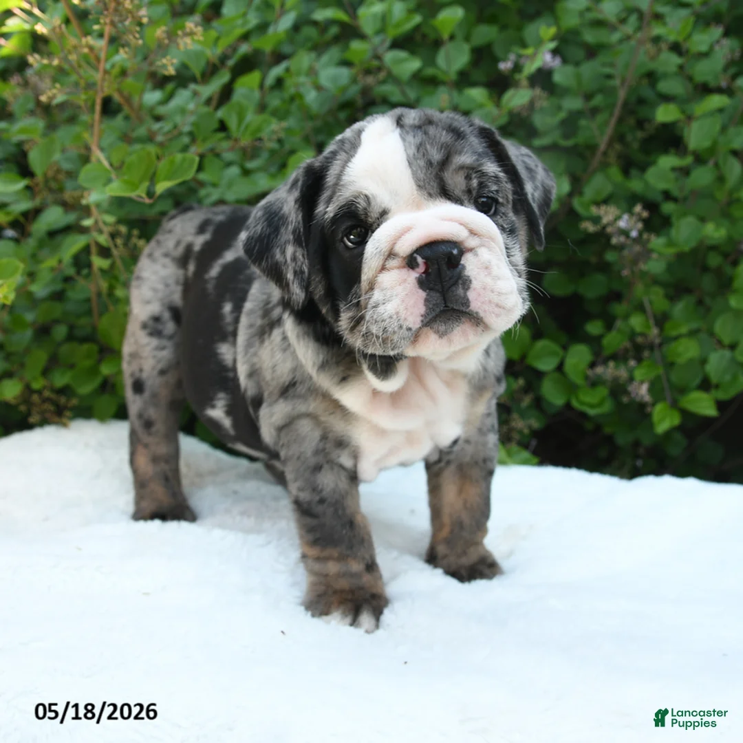 English Bulldog dogs for sale: Sasha - Ad 2