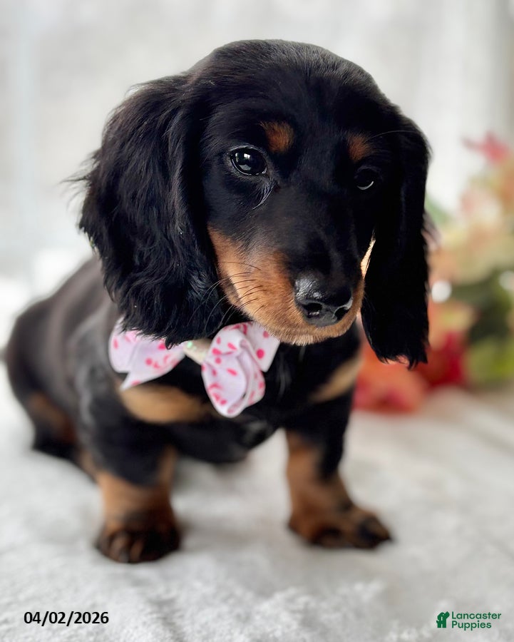 Miniature Dachshund dogs Sugar Gal - Ad 2