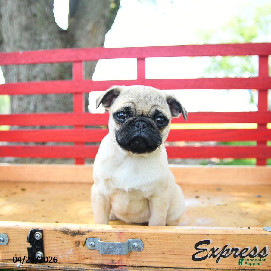 Pug dogs Sasha - Ad 2