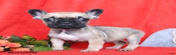 French Bulldog dogs for sale: Betty   - Ad 5