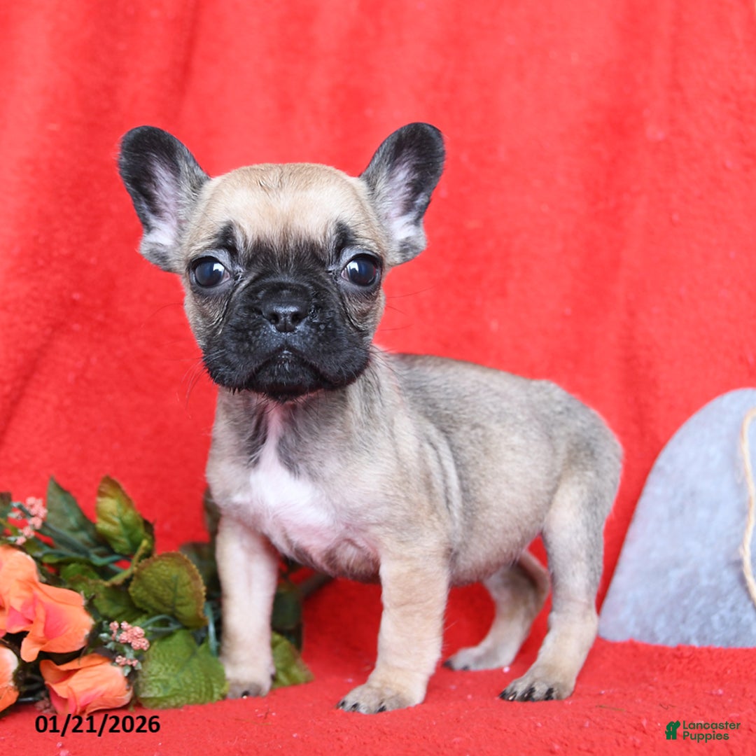 French Bulldog dogs for sale: Betty   - Ad 5
