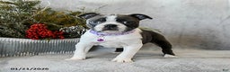 Boston Terrier dogs for sale: Poppy - Ad 3