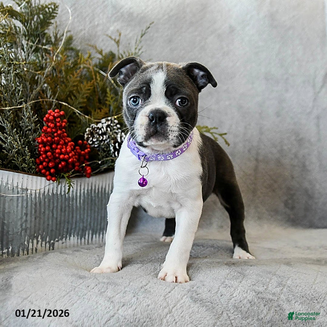 Boston Terrier dogs for sale: Poppy - Ad 3