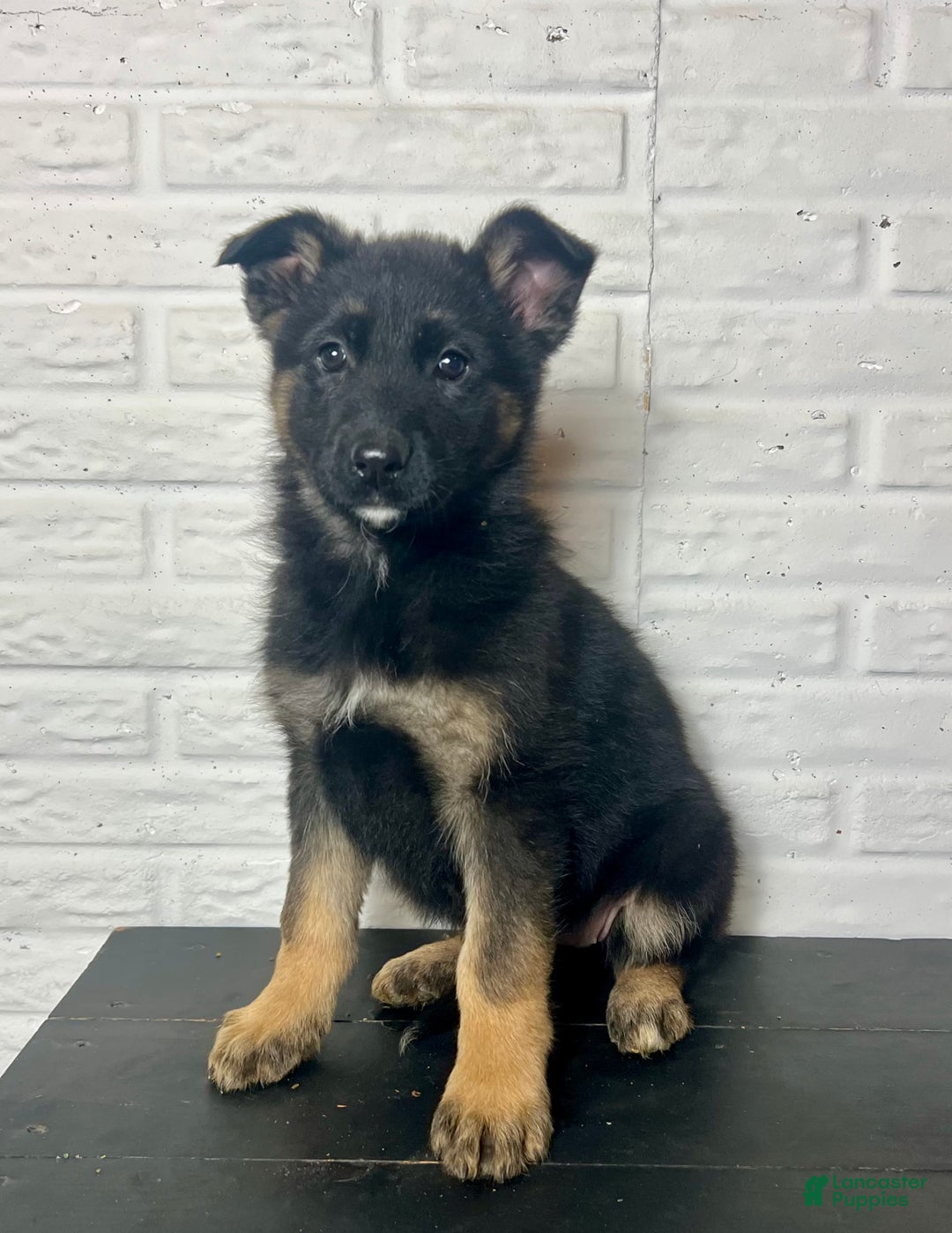German Shepherd dogs for sale: Dory - Ad 2