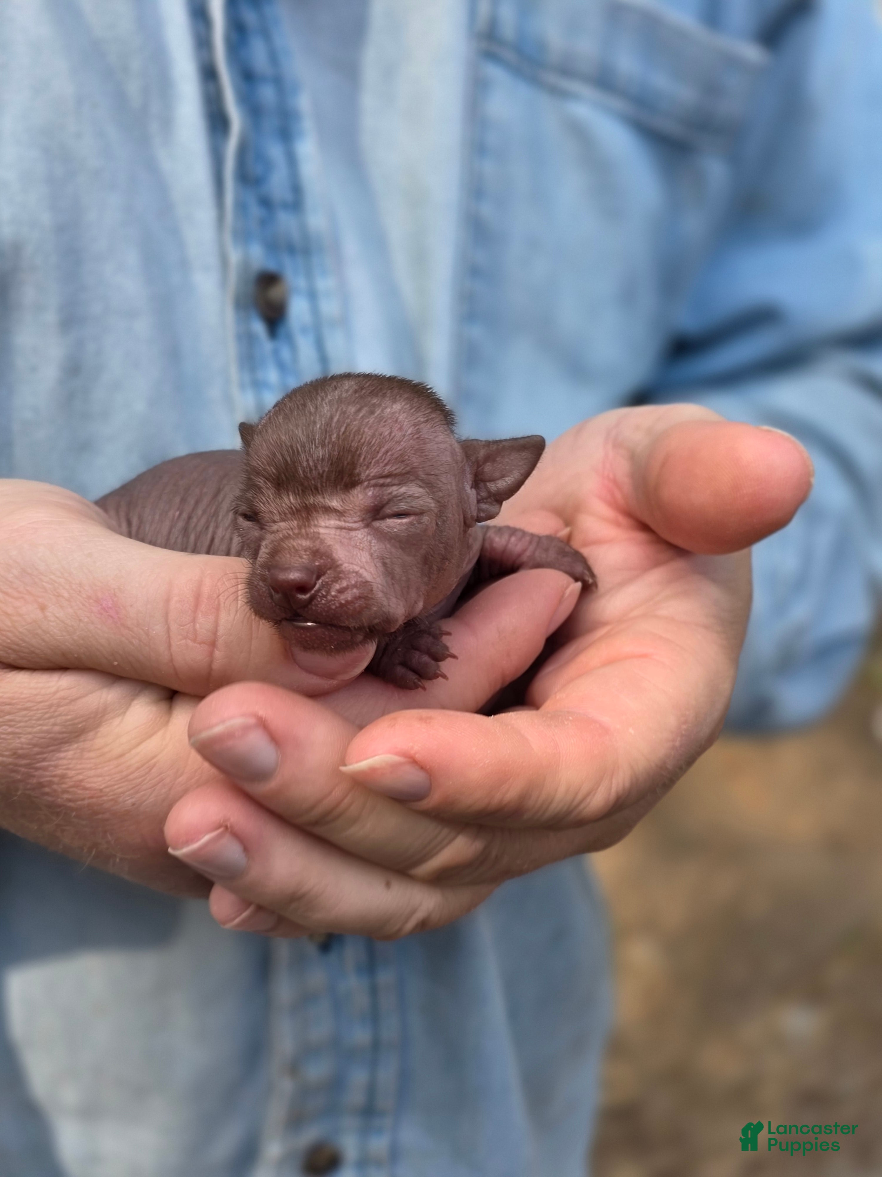 Mixed Breed dogs Mushu - Ad 2