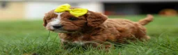 Cavapoo dogs for sale: Milo 💙🦴 - Ad 15
