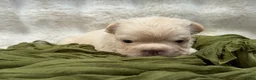 French Bulldog dogs for sale: French Bulldog 4 - Ad 23