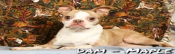 Boston Terrier dogs for sale: Peanut - Ad 10