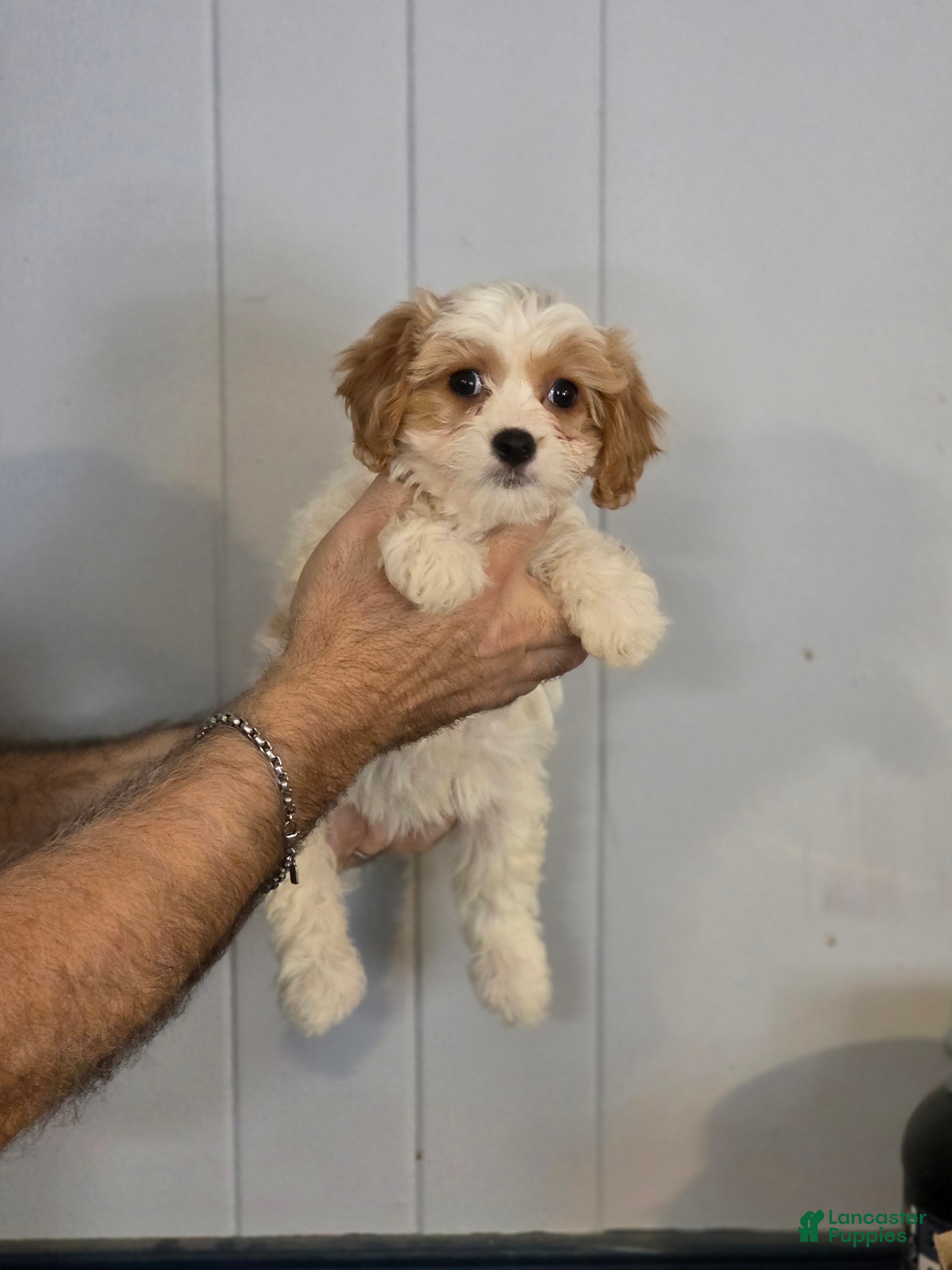 Cavachon dogs Brittany - Ad 1