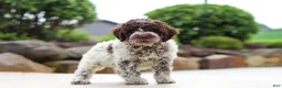 Lagotto Romagnolo dogs for sale: Leo - Ad 3