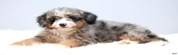 Mini Bernedoodle dogs for sale: Fern  - Ad 3