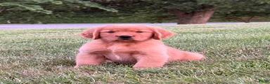 Charlie 
