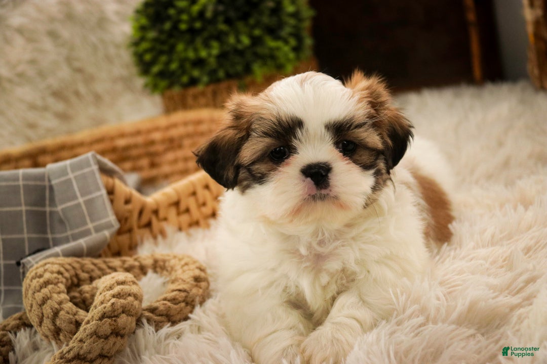Shih Tzu dogs for sale: Bud - Ad 4