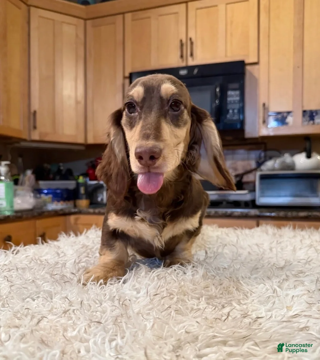 Miniature Dachshund dogs for sale: Chocolate and Cream AKC  - Ad 2