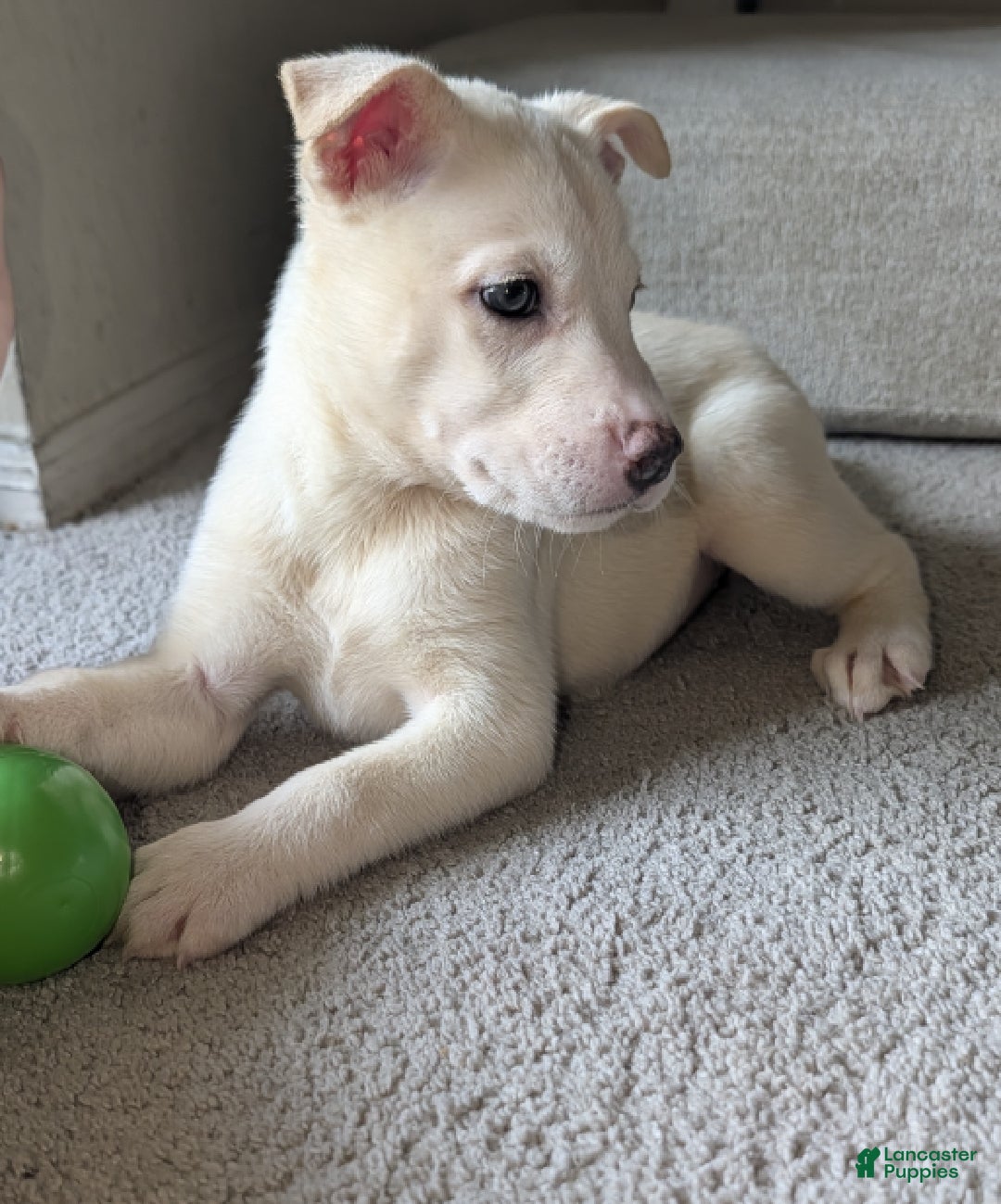 Pitsky dogs Stella - Ad 1