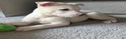 Pitsky dogs for sale: Stella - Ad 6