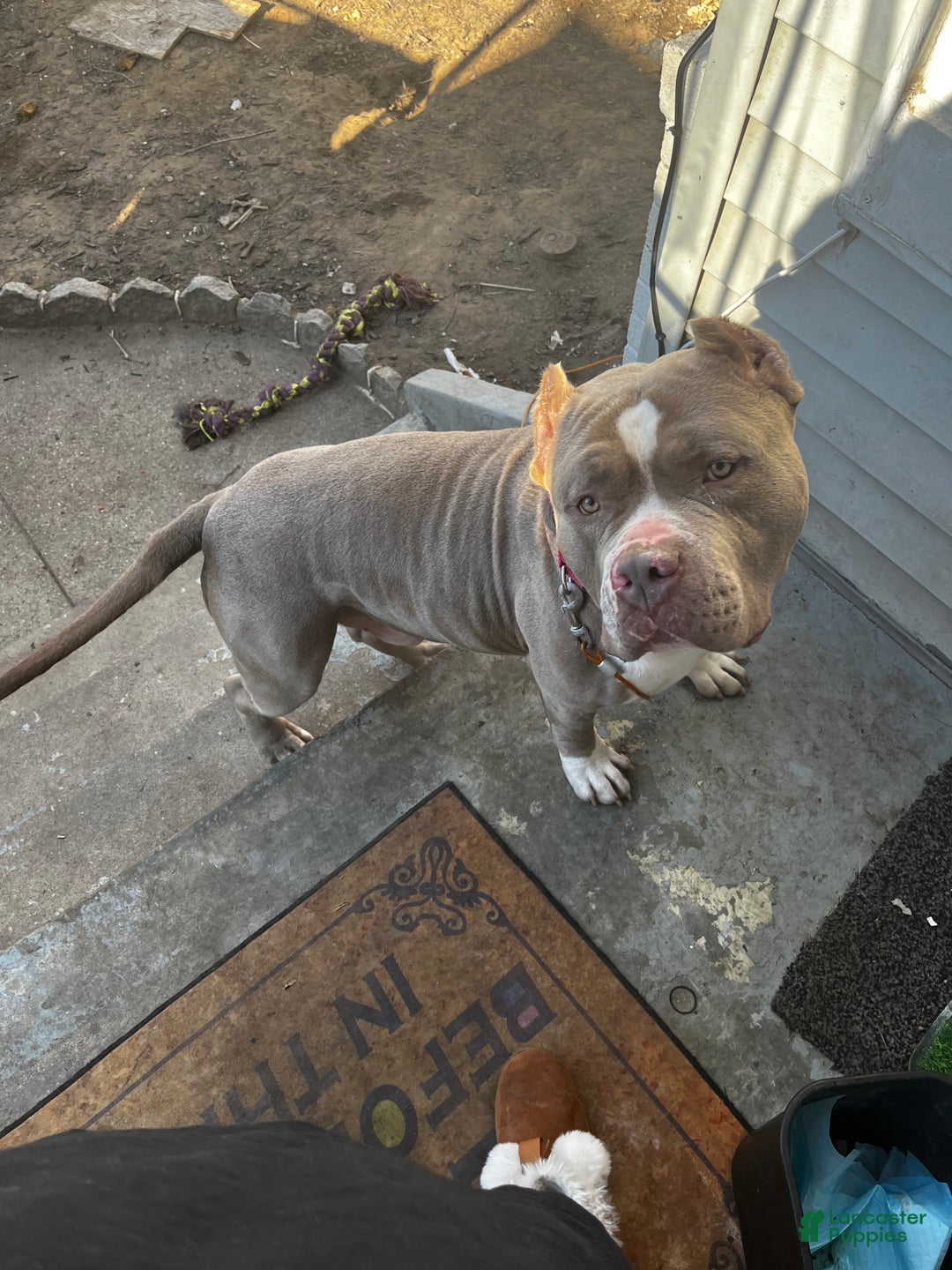 American Bully dogs for sale: American Bully  - Ad 5