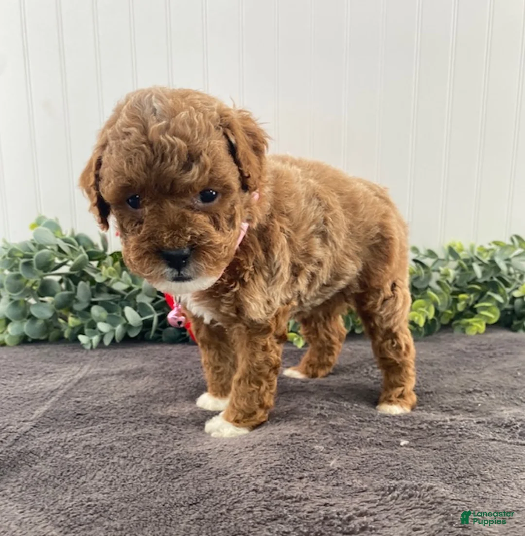 Toy Poodle dogs for sale: Honey - Ad 4
