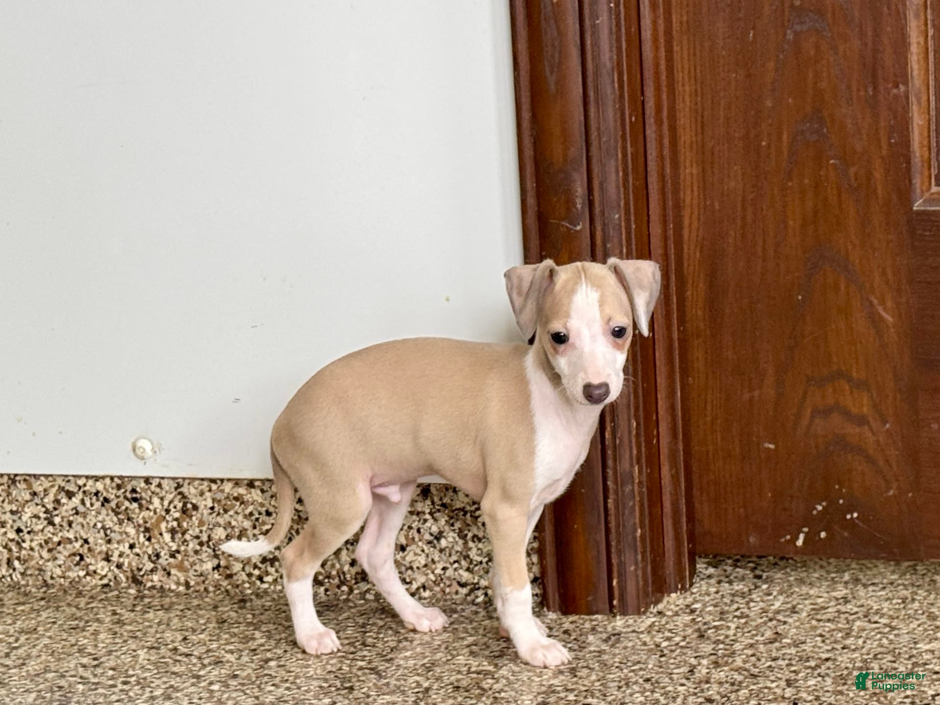 Fawn Ig Puppies Little Greyhound Dog Outlet