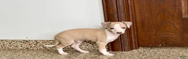 Jj