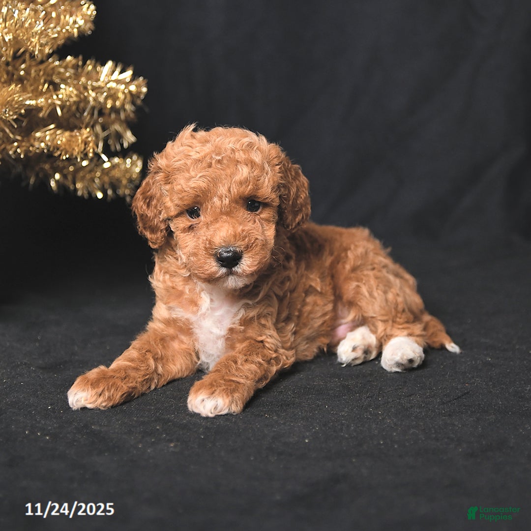 Toy Poodle dogs for sale: Buddy - Ad 3