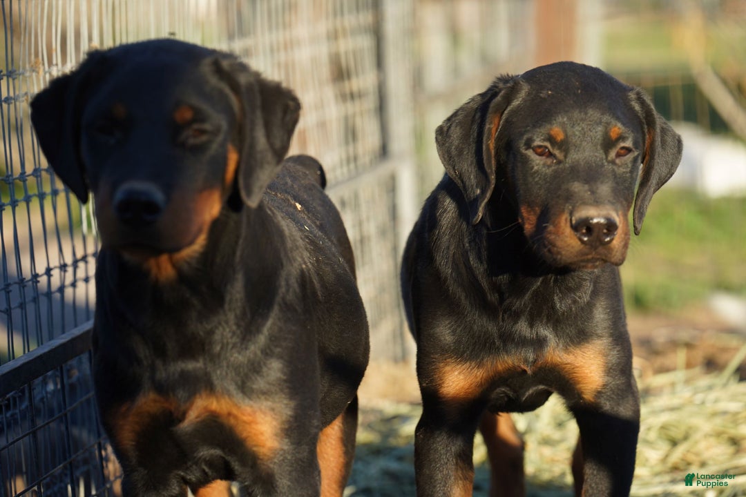 Rottweiler dogs for sale: Raja M2 - Ad 7
