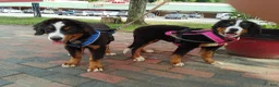 Bernese Mountain Dog dogs for sale: Bernese Mountain Dog 2 - Ad 38
