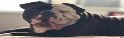 Olde English Bulldogge dogs for sale: Olde English Bulldogge 1 - Ad 8