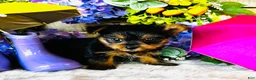 Yorkshire Terrier dogs for sale: GiGi - Ad 7