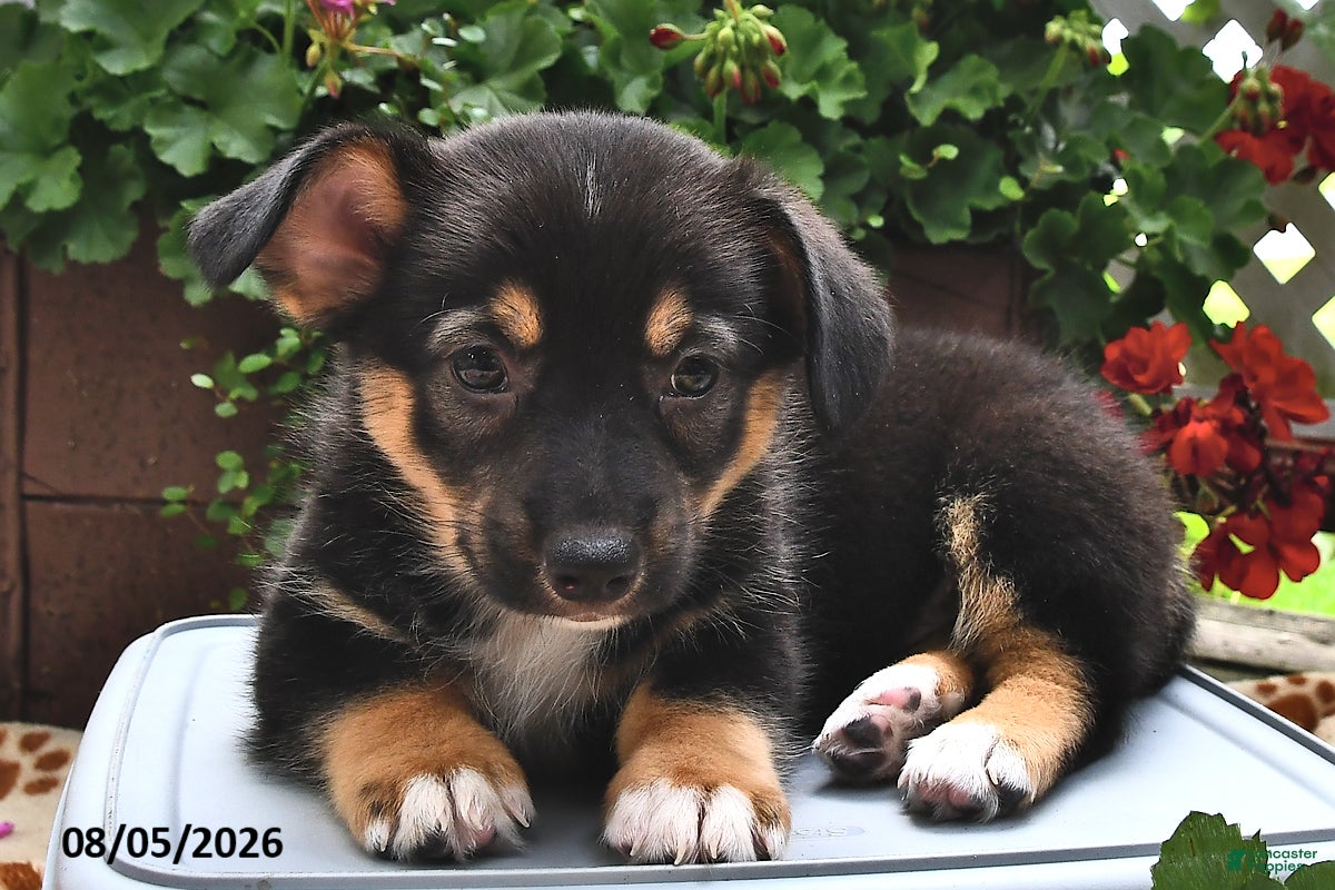 Welsh Corgi Pembroke dogs Destiny - Ad 1