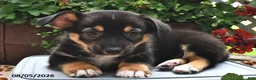 Welsh Corgi Pembroke dogs for sale: Destiny - Ad 1