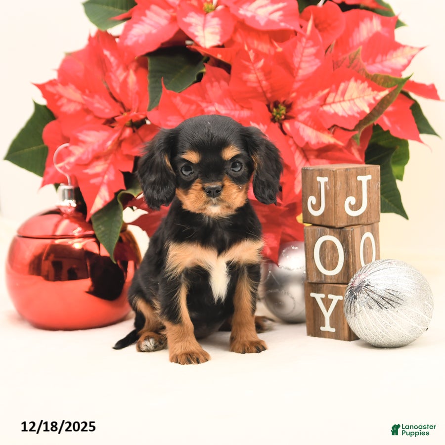 Cavalier King Charles Spaniel dogs Jingle  - Ad 32