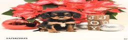 Cavalier King Charles Spaniel dogs for sale: Jingle  - Ad 1