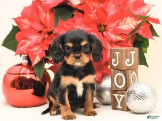 Cavalier King Charles Spaniel dogs Jingle - Ad 3