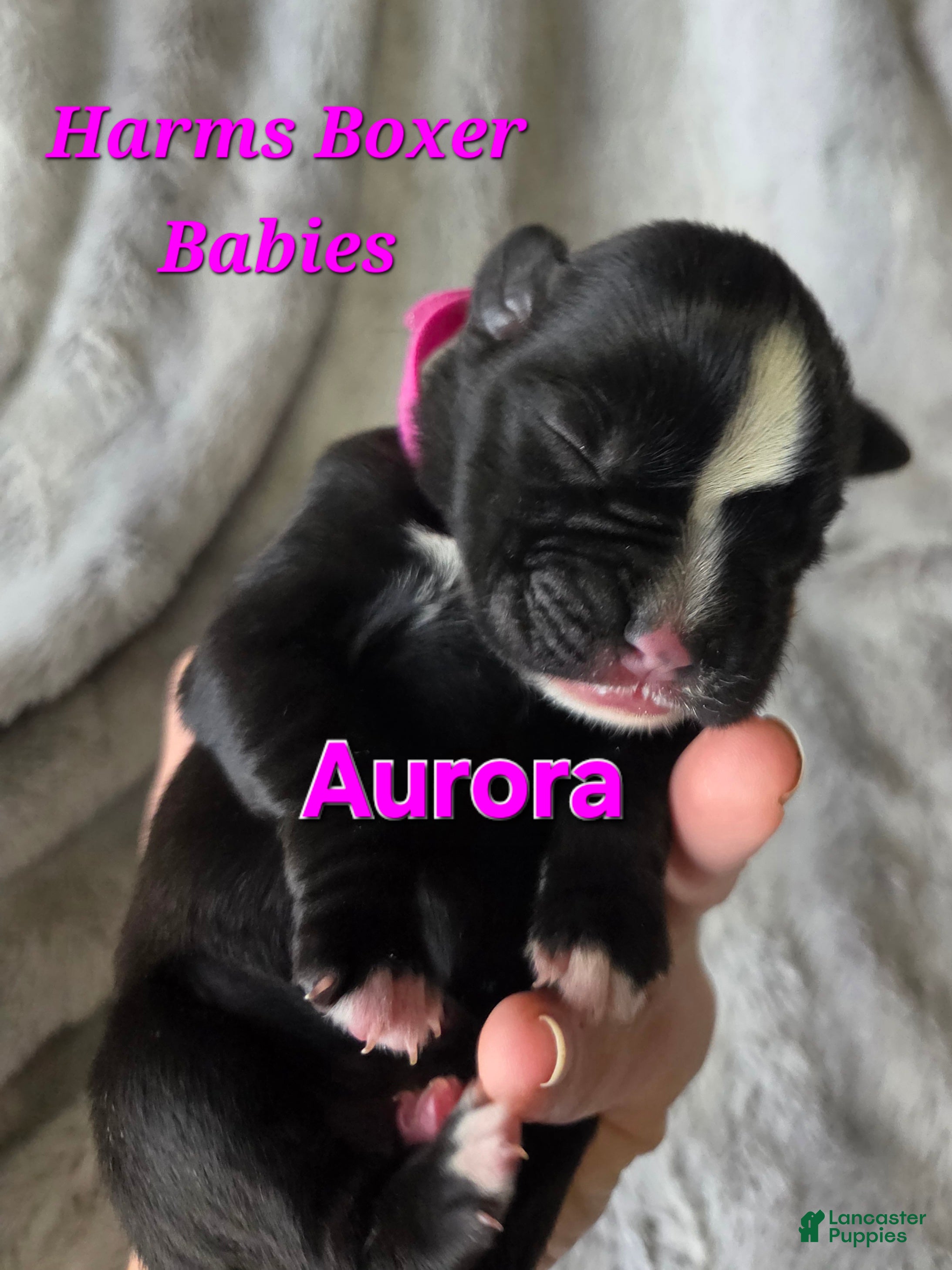 Boxer dogs Aurora - Ad 18