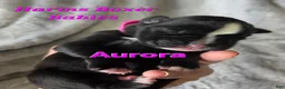 Boxer dogs for sale: Aurora - Ad 1