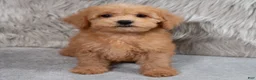Mini Goldendoodle dogs for sale: Hank ID: 3860 - Ad 13