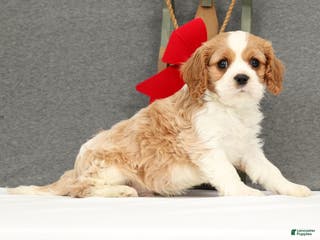 Cavalier King Charles Spaniel dogs Prince - Ad 42