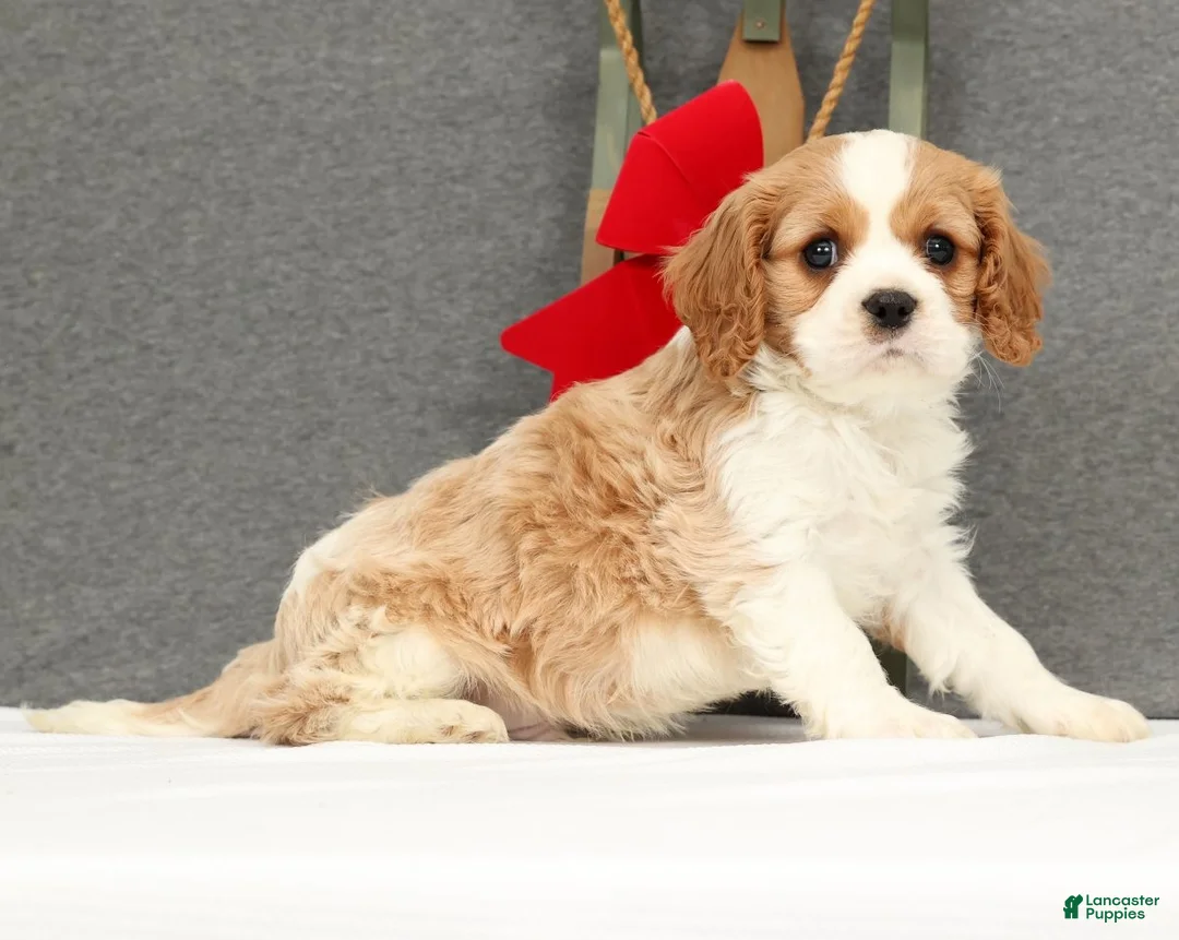 Cavalier King Charles Spaniel dogs for sale: Prince - Ad 2