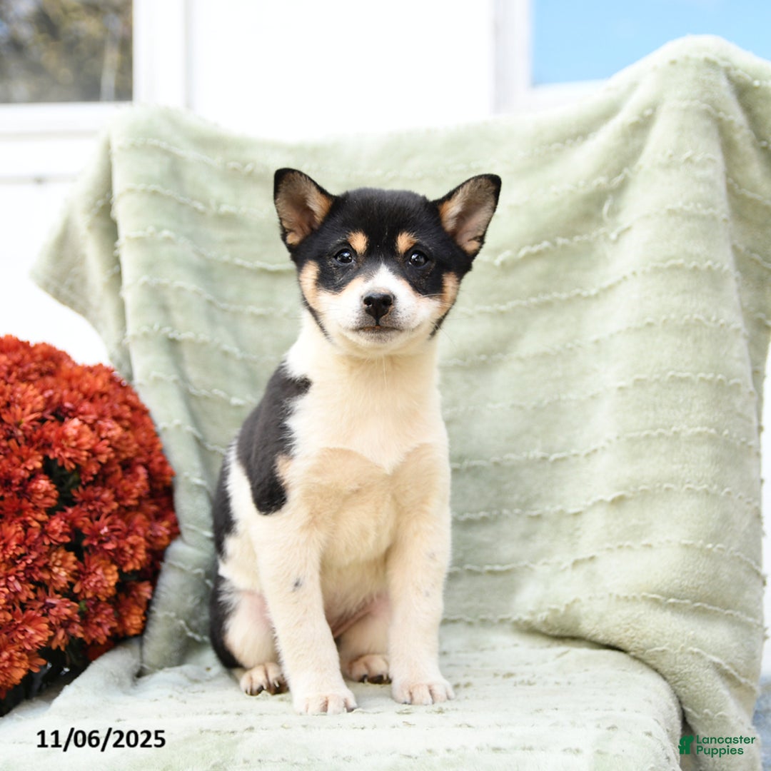 Shiba Inu dogs for sale: Tulip - Ad 1