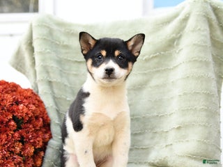 Shiba Inu dogs Tulip - Ad 2