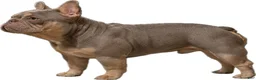 French Bulldog dogs for sale: Storm - Ad 6