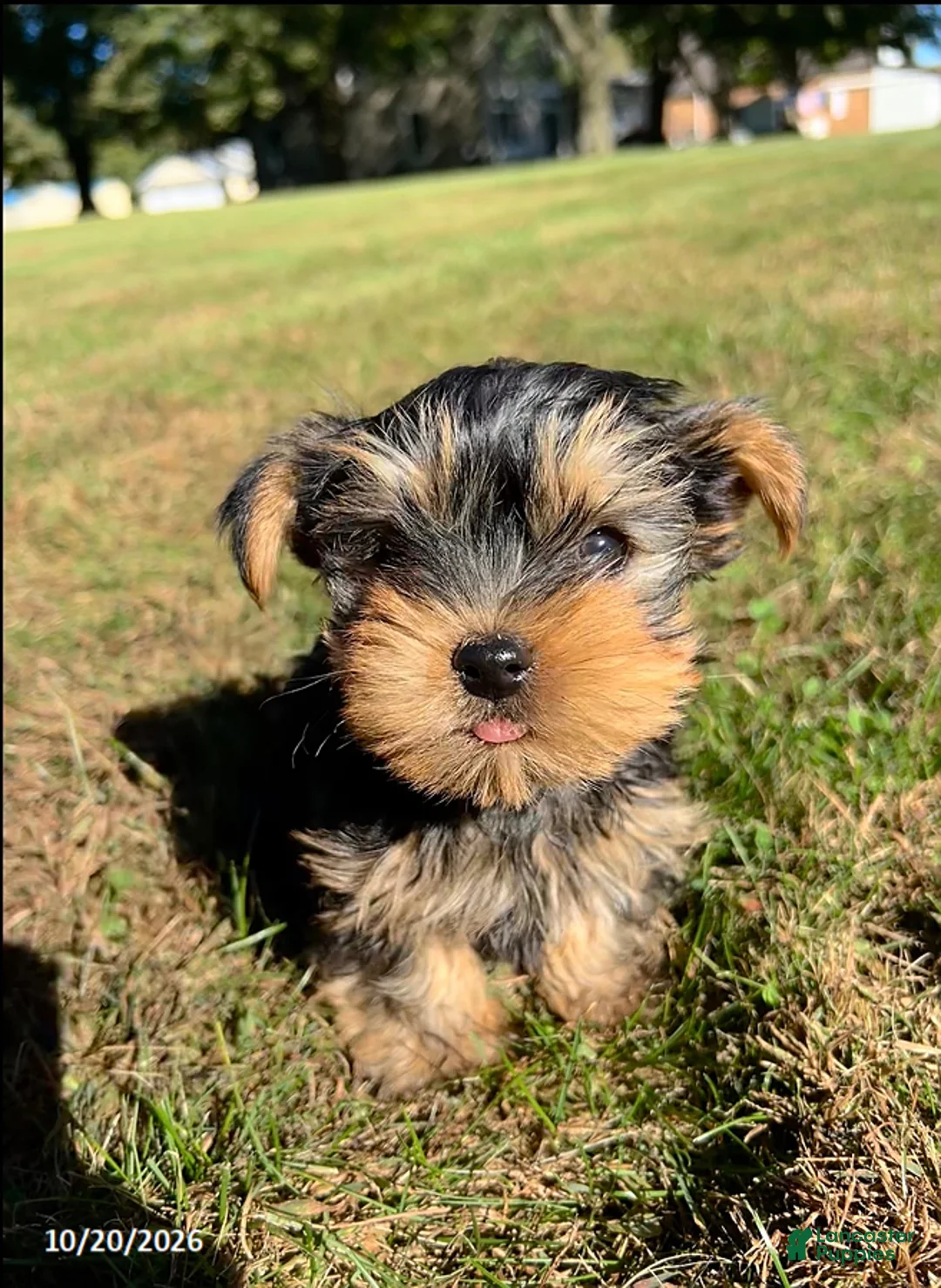 Yorkshire Terrier dogs for sale: Teddy - Ad 2