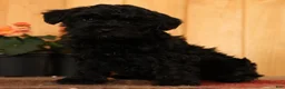 Yorkiepoo dogs for sale: Milo - Ad 1